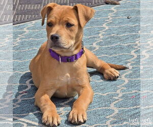 Labrador Retriever-Retriever Mix Dogs for adoption in Washington, DC, USA