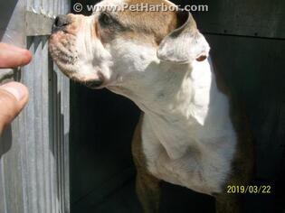 American Bulldog Dogs for adoption in Conroe, TX, USA