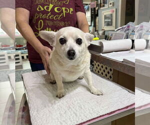 Chihuahua Dogs for adoption in Benton, LA, USA