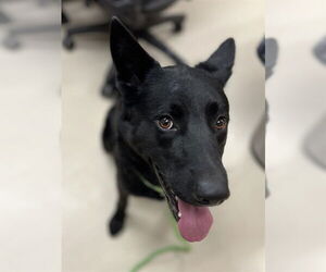 German Shepherd Dog-Unknown Mix Dogs for adoption in Center Township, PA, USA