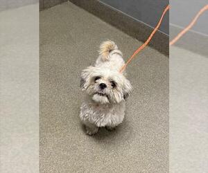 Maltese-Unknown Mix Dogs for adoption in Las Vegas, NV, USA