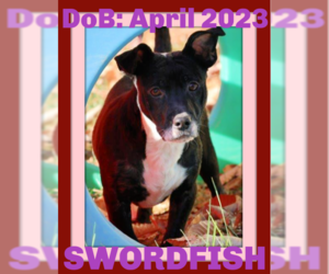 American Pit Bull Terrier-Dachshund Mix Dogs for adoption in Sebec, ME, USA