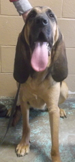 Bloodhound Dogs for adoption in Birch Tree, MO, USA