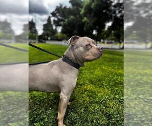 Mutt Dogs for adoption in Fremont, CA, USA