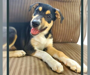 Mutt Dogs for adoption in Vail, AZ, USA