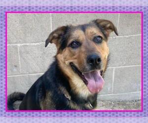 Shepweiller Dogs for adoption in Orange, CA, USA