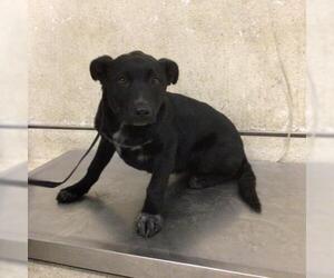 Mutt Dogs for adoption in Riverside, CA, USA