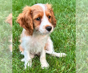 Cavalier King Charles Spaniel Dogs for adoption in Brooklyn Center, MN, USA