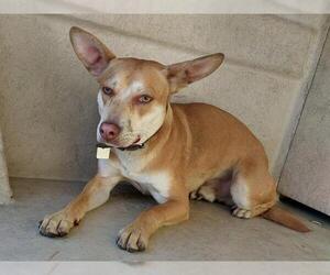Mutt Dogs for adoption in Chula Vista, CA, USA