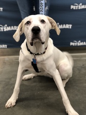 Boxador Dogs for adoption in Minneapolis, MN, USA