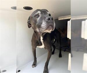 American Pit Bull Terrier-Unknown Mix Dogs for adoption in Houston, TX, USA