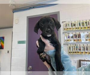 Labrador Retriever-Unknown Mix Dogs for adoption in Raleigh, NC, USA