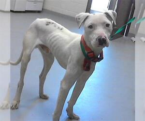 American Pit Bull Terrier-Unknown Mix Dogs for adoption in Fayetteville, NC, USA