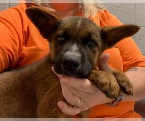 German Shepherd Dog-Unknown Mix Dogs for adoption in Alexandria, VA, USA