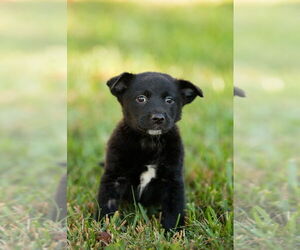 American Pit Bull Terrier-Unknown Mix Dogs for adoption in Oakland Park , FL, USA