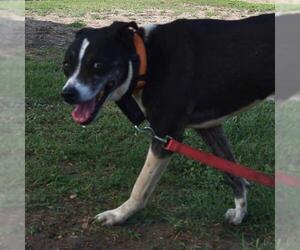 American Staffordshire Terrier-Unknown Mix Dogs for adoption in San Antonio, TX, USA