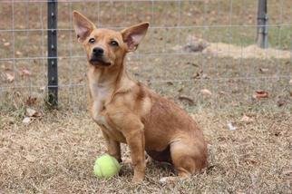 Dorgi Dogs for adoption in Fond du Lac, WI, USA