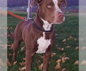 Small American Pit Bull Terrier-German Shorthaired Pointer Mix