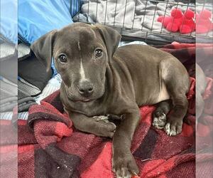 American Staffordshire Terrier-Unknown Mix Dogs for adoption in New Oxford , PA, USA