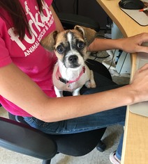 Pin-Tzu Dogs for adoption in Alpharetta, GA, USA