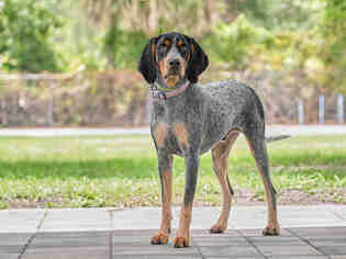 Bluetick Coonhound Dogs for adoption in Vero Beach, FL, USA