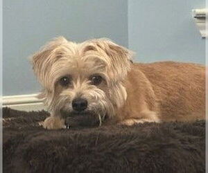 Mutt Dogs for adoption in Katy, TX, USA