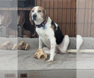 Beagle Dogs for adoption in Brookville, OH, USA