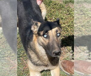 German Shepherd Dog-Siberian Husky Mix Dogs for adoption in HESPERIA, CA, USA