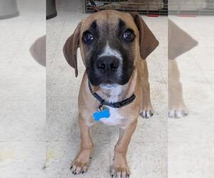 Boxador Dogs for adoption in Maple Grove, MN, USA
