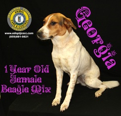 Beagle-Unknown Mix Dogs for adoption in Nicholasville, KY, USA