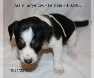 Border Collie-Siberian Husky Mix Dogs for adoption in Aurora, IN, USA