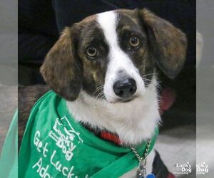 Pembroke Welsh Corgi-Unknown Mix Dogs for adoption in Washington, DC, USA