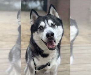 Siberian Husky Dogs for adoption in Matawan, NJ, USA
