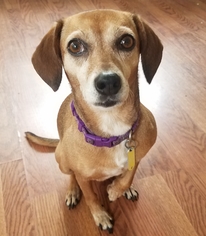 Doxie-Pin Dogs for adoption in Staunton, VA, USA
