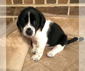 Beagle-Unknown Mix Dogs for adoption in Dunnellon, FL, USA