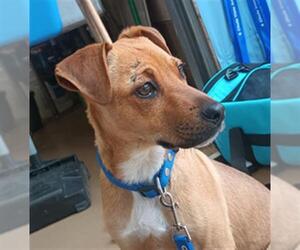 Black Mouth Cur Dogs for adoption in Chula Vista, CA, USA