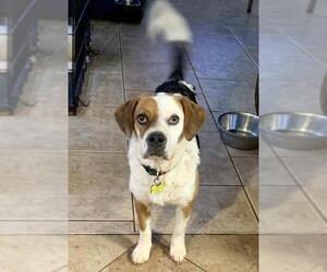 Bogle Dogs for adoption in Winder, GA, USA