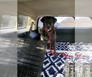 Catahoula Leopard Dog-Unknown Mix Dogs for adoption in Tarrytown, GA, USA