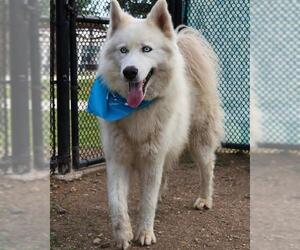 Huskies -Unknown Mix Dogs for adoption in San Antonio, TX, USA
