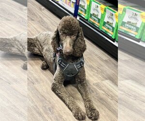 Poodle (Standard) Dogs for adoption in Munford, TN, USA