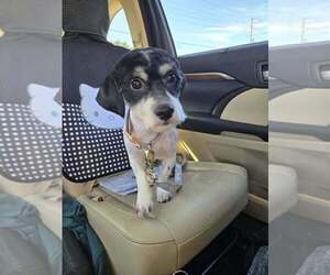 Zuchon Dogs for adoption in Conway, AR, USA