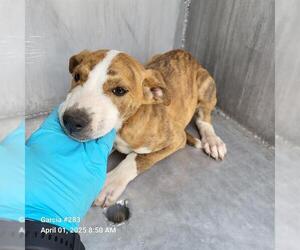 American Staffordshire Terrier-Unknown Mix Dogs for adoption in San Antonio, TX, USA