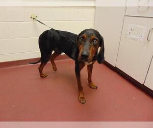 Black and Tan Coonhound Dogs for adoption in Murfreesboro, TN, USA