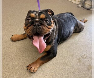 Bulldog Dogs for adoption in San Bernardino, CA, USA