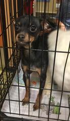 Chipin Dogs for adoption in Pembroke, GA, USA