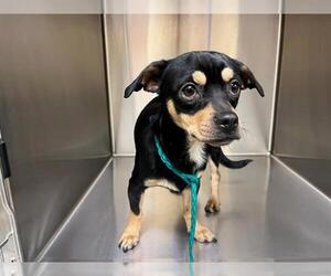 Chihuahua Dogs for adoption in Orange, CA, USA