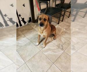 Labrador Retriever-Unknown Mix Dogs for adoption in Maquoketa, IA, USA