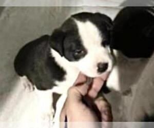 Medium Photo #2 Mutt Puppy For Sale in Houston, TX, USA