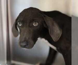 Labrador Retriever Dogs for adoption in San Antonio, TX, USA