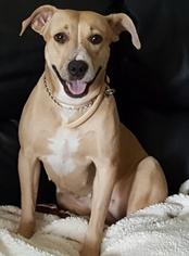 Mutt Dogs for adoption in Ocoee, FL, USA